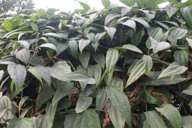 Thunbergia Coccinea bitkisi çocuk odasında satılık ve süs amaçlı. bir ağrı kesici, antipiretik, antiinflamatuar, panzehir, hepatoprotektif, antidiyabetik ve detoksisitan madde.