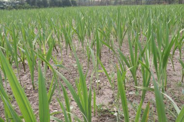 Çiftlikteki tüberküloz bitkisi hasat için nakit mahsuldür. Mide bulantısını ve kusmayı hafifletebilir. Bırak koku odanı doldursun ve tadını çıkar.
