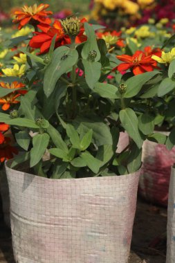 Zinnia angustifolia flower plant on nursery for sell are cash crops. Attracts pollinators. drought tolerant, Eco friendly, resilient in diverse climates, Vibrant colors, low maintenance clipart