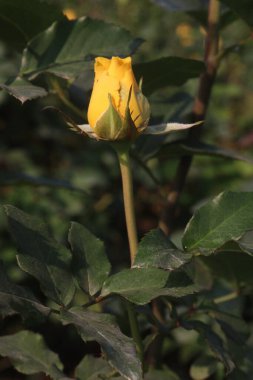 çiftlikteki sarı renkli gül ekinleri nakit mahsulleridir.
