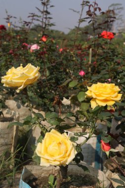 çiftlikteki sarı renkli gül ekinleri nakit mahsulleridir.