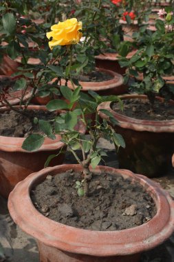 çiftlikteki sarı renkli gül ekinleri nakit mahsulleridir.