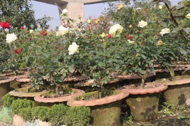 Çiftlikteki beyaz renkli gül ekinleri nakit mahsulleridir.