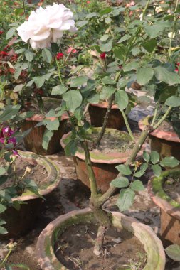 Çiftlikteki beyaz renkli gül ekinleri nakit mahsulleridir.