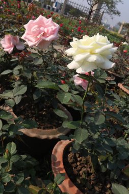 Çiflikteki birçok renkli gül bitkisi hasat için nakit mahsuldür.