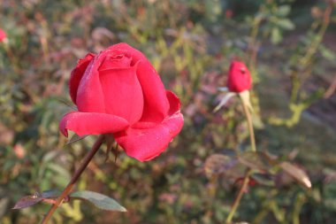 Çiftlikteki kırmızı renkli gül ekinleri nakit mahsulleri.