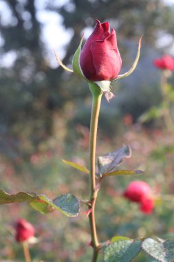 Çiftlikteki kırmızı renkli gül ekinleri nakit mahsulleri.
