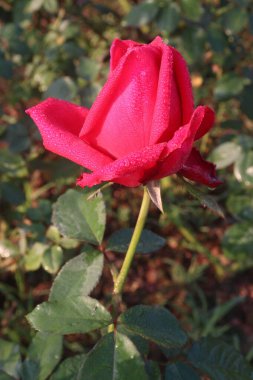 Çiftlikteki kırmızı renkli gül ekinleri nakit mahsulleri.