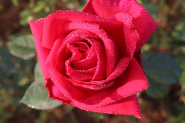 Çiftlikteki kırmızı renkli gül ekinleri nakit mahsulleri.