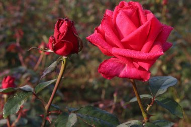 Çiftlikteki kırmızı renkli gül ekinleri nakit mahsulleri.