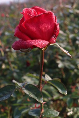 Çiftlikteki kırmızı renkli gül ekinleri nakit mahsulleri.