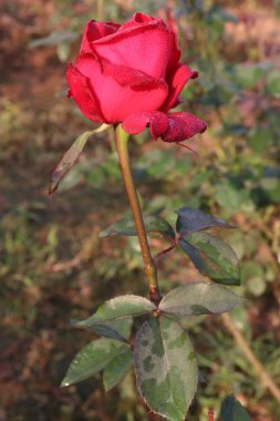 Çiftlikteki kırmızı renkli gül ekinleri nakit mahsulleri.