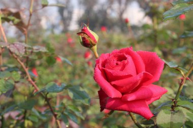 Çiftlikteki kırmızı renkli gül ekinleri nakit mahsulleri.