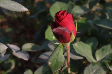 Çiftlikteki kırmızı renkli gül ekinleri nakit mahsulleri.
