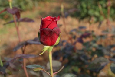 Çiftlikteki kırmızı renkli gül ekinleri nakit mahsulleri.