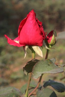 Çiftlikteki kırmızı renkli gül ekinleri nakit mahsulleri.