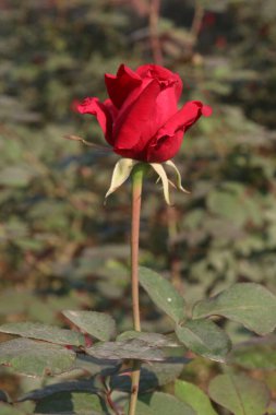 Çiftlikteki kırmızı renkli gül ekinleri nakit mahsulleri.