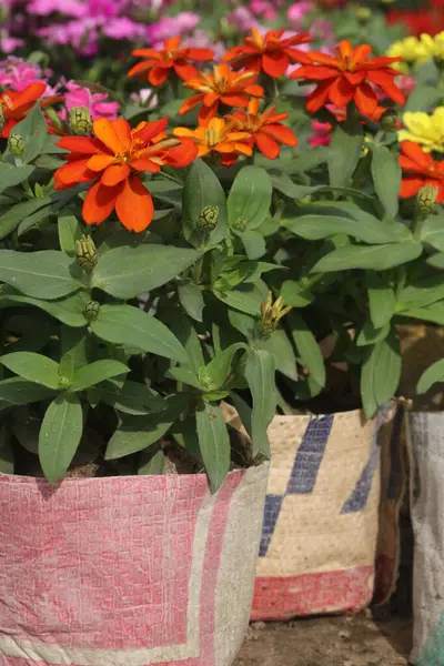 Çocuk odasındaki Zinnia angustifolia çiçek bitkisi nakit mahsulleri. Tozlaştırıcıları çeker. Kuraklığa dayanıklı, çevre dostu, farklı iklimlerde dayanıklı, canlı renkler, düşük bakım