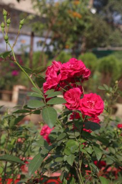 Çiftlikteki kırmızı renkli gül ekinleri nakit mahsulleri.