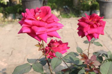 Çiftlikteki kırmızı renkli gül ekinleri nakit mahsulleri.