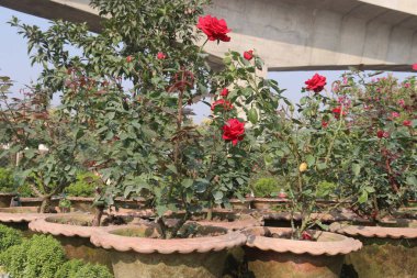 Çiftlikteki kırmızı renkli gül ekinleri nakit mahsulleri.