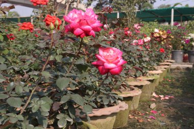 Çiftlikteki kırmızı renkli gül ekinleri nakit mahsulleri.