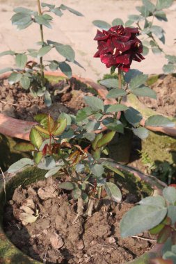 Çiftlikteki kırmızı renkli gül ekinleri nakit mahsulleri.