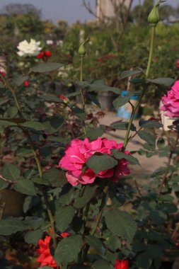 Çiftlikteki kırmızı renkli gül ekinleri nakit mahsulleri.