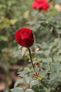 Çiftlikteki kırmızı renkli gül ekinleri nakit mahsulleri.