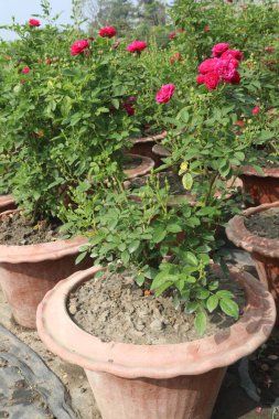 Çiftlikteki kırmızı renkli gül ekinleri nakit mahsulleri.