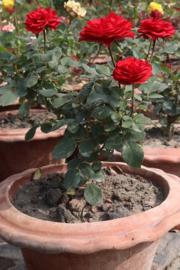 Çiftlikteki kırmızı renkli gül ekinleri nakit mahsulleri.