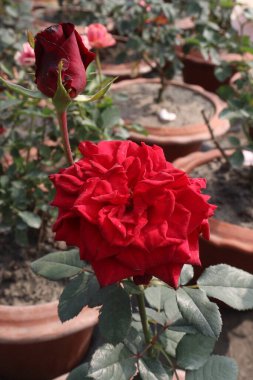 Çiftlikteki kırmızı renkli gül ekinleri nakit mahsulleri.