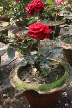 Çiftlikteki kırmızı renkli gül ekinleri nakit mahsulleri.