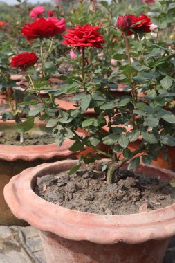 Çiftlikteki kırmızı renkli gül ekinleri nakit mahsulleri.