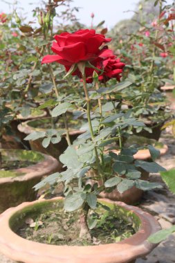 Çiftlikteki kırmızı renkli gül ekinleri nakit mahsulleri.
