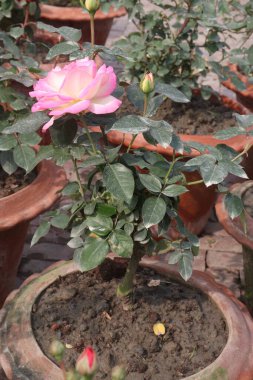 Hasat için çiftlikteki pembe gül bitkisi nakit mahsulüdür.