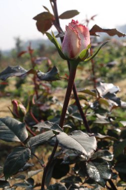 Hasat için çiftlikteki pembe gül bitkisi nakit mahsulüdür.
