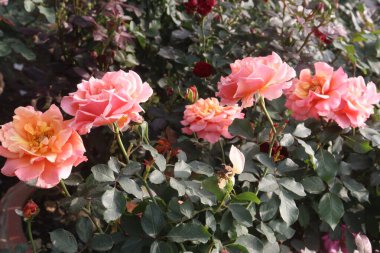 Hasat için çiftlikteki pembe gül bitkisi nakit mahsulüdür.