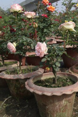 Hasat için çiftlikteki pembe gül bitkisi nakit mahsulüdür.