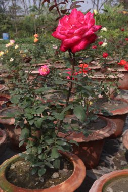 Hasat için çiftlikteki pembe gül bitkisi nakit mahsulüdür.