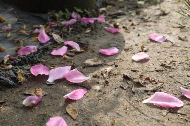 Hasat için çiftlikteki pembe gül bitkisi nakit mahsulüdür.