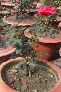 Hasat için çiftlikteki pembe gül bitkisi nakit mahsulüdür.