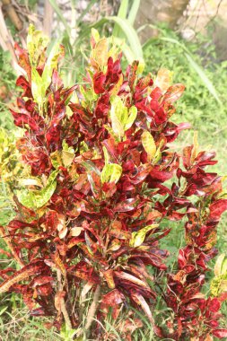 Garden croton plant on pot in farm for sell are cash crops. leaves and stem can treat with tea or pills of diabetes, high blood cholesterol levels, gastrointestinal disturbances clipart