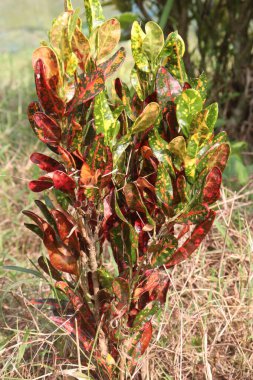 Garden croton plant on pot in farm for sell are cash crops. leaves and stem can treat with tea or pills of diabetes, high blood cholesterol levels, gastrointestinal disturbances clipart