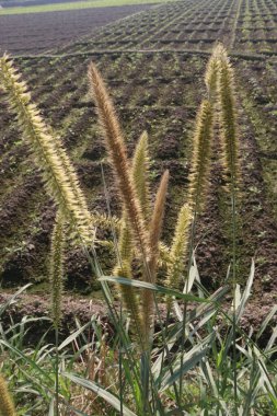 Napier grass flower plant on field for animal food and sell are cash crops clipart