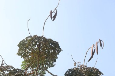 Oroxylum indicum fabrikası sahada. Solunum hastalıklarının tedavisi, sindirim sorunları, ateş, deri hastalıkları, romatizma ağrısı, genişlemiş dalak, bademcik ağrısı, yaralar, jinekolojik bozukluklar.