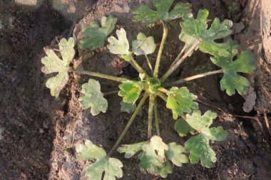 Ranunculus sceleratus flower plant on field is called as Kandara in Ayurveda. It is a poisonous herb, used in treating infected wounds, scabies, leucoderma etc. commonly used for external applications clipart