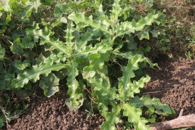 Thistle flower plant also called Prickly Plants field. has the thistles, Papaveraceae (the poppy family) has the Prickly Poppy, and of course, Cactaceae (cactus family) is known for its spines clipart