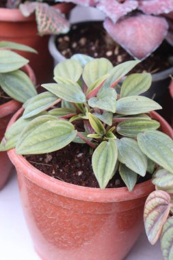 Çiftlikte satılacak peperomia caperata yaprağı bitkisi nakit mahsulleri. İç mekan numunesi ya da masaüstü bitkisi olarak kullanılır. Parlak, floresan lambalarla iyi iş görüyor. Bu yüzden ofisler için ideal.