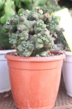 Euphorbia ritchiei leaf plant on pot in farm for sell are cash crops. is a low maintenance plant that can improve air quality. its ornamental value. It can be used in rockery gardens or desert gardens clipart